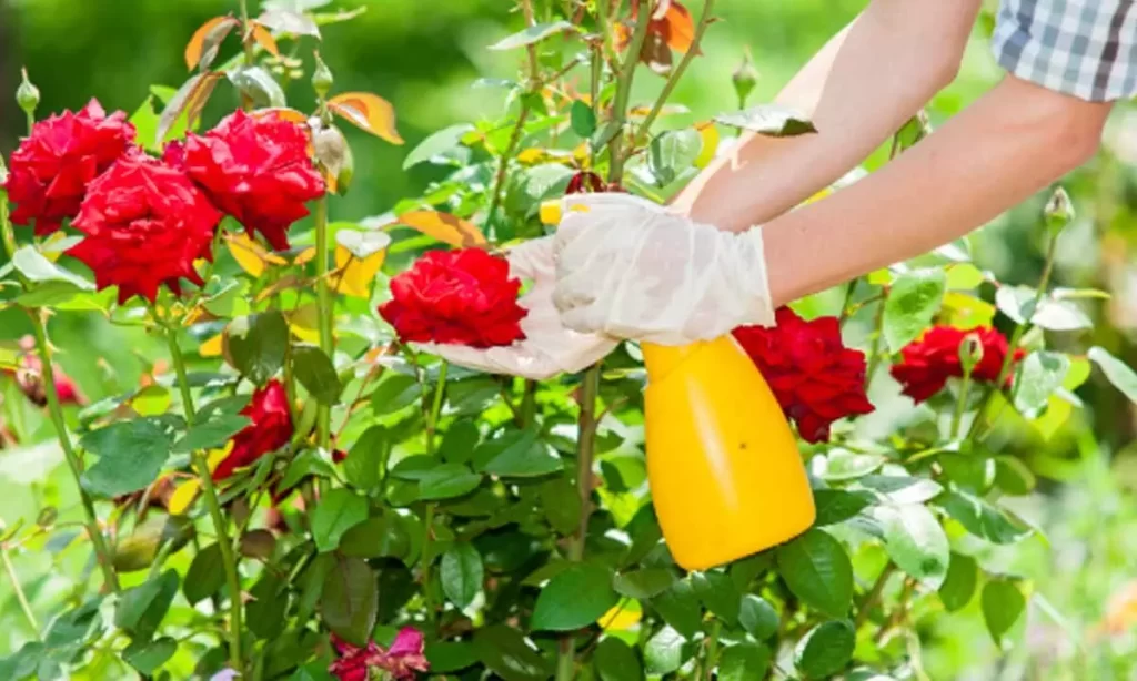 Seasonal Garden Care – What to Do Each Month