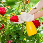 Seasonal Garden Care – What to Do Each Month